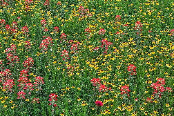Jones, Adam 아티스트의 Meadow of red Texas Paintbrush and Purple-head Sneezeweed-Texas hill country-near Marble Falls작품입니다.